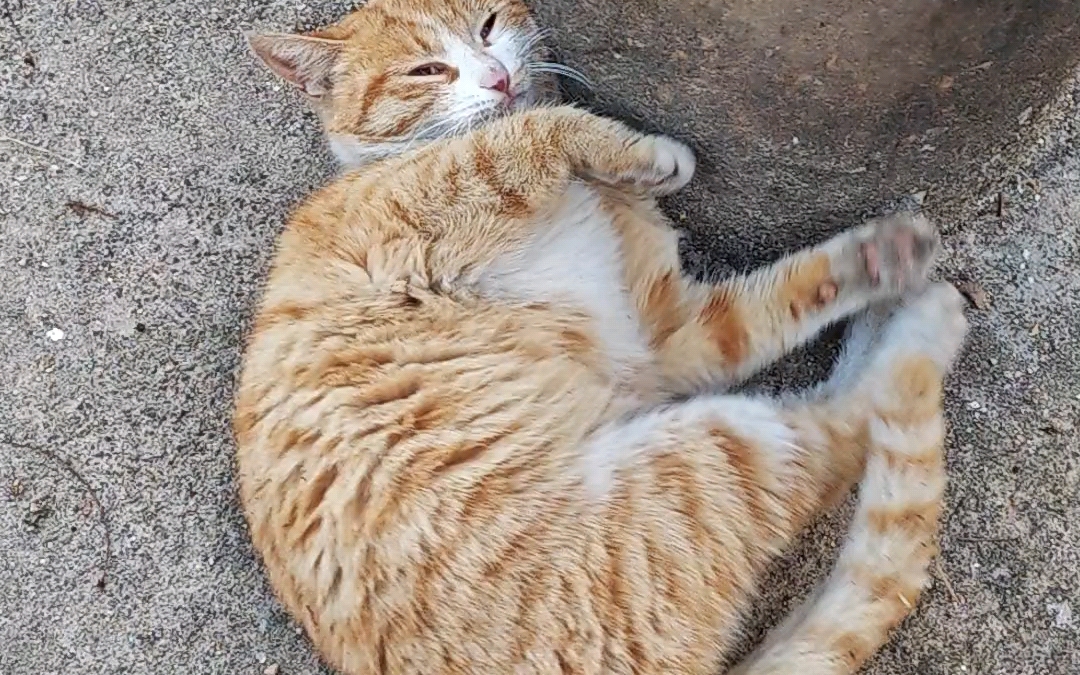 农村小猫有自己的开心方式