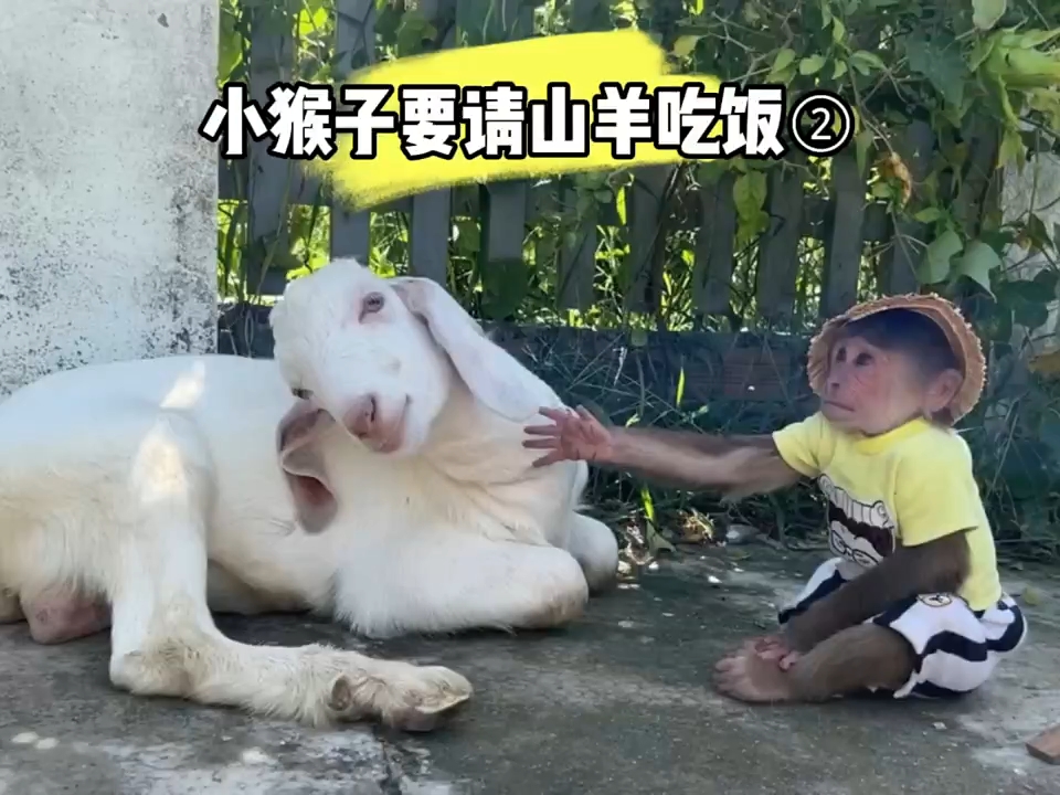 小猴子请山羊吃饭哔哩哔哩bilibili