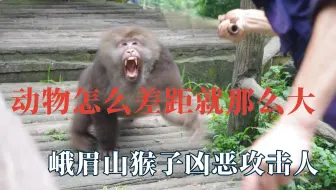 动物怎么差距就那么大，峨眉山猴子攻击人