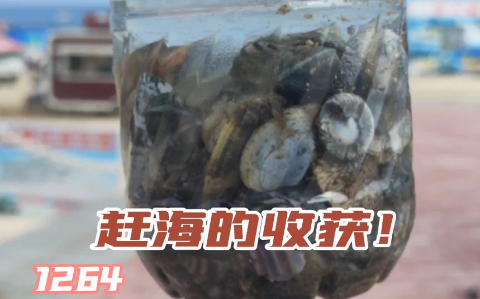 赶海要做哪些准备?怎么抓螃蟹和虾?鲅鱼圈乐趣!1264哔哩哔哩bilibili