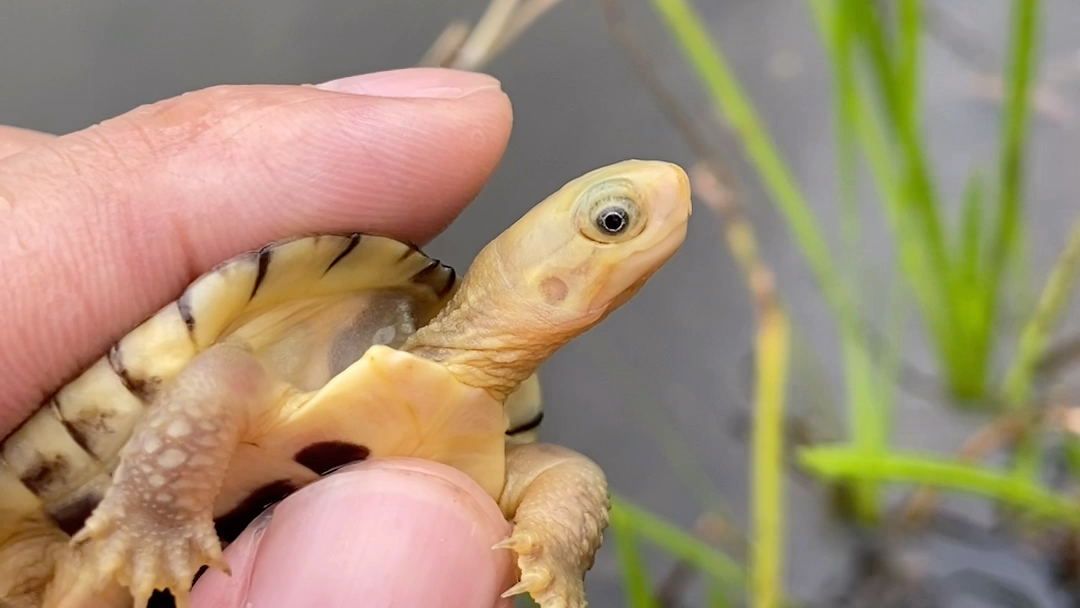 黄喉龟眼睛无眼线不稀奇,双圈眼球的不多见,堪称美瞳皖喉#小青龟 #三