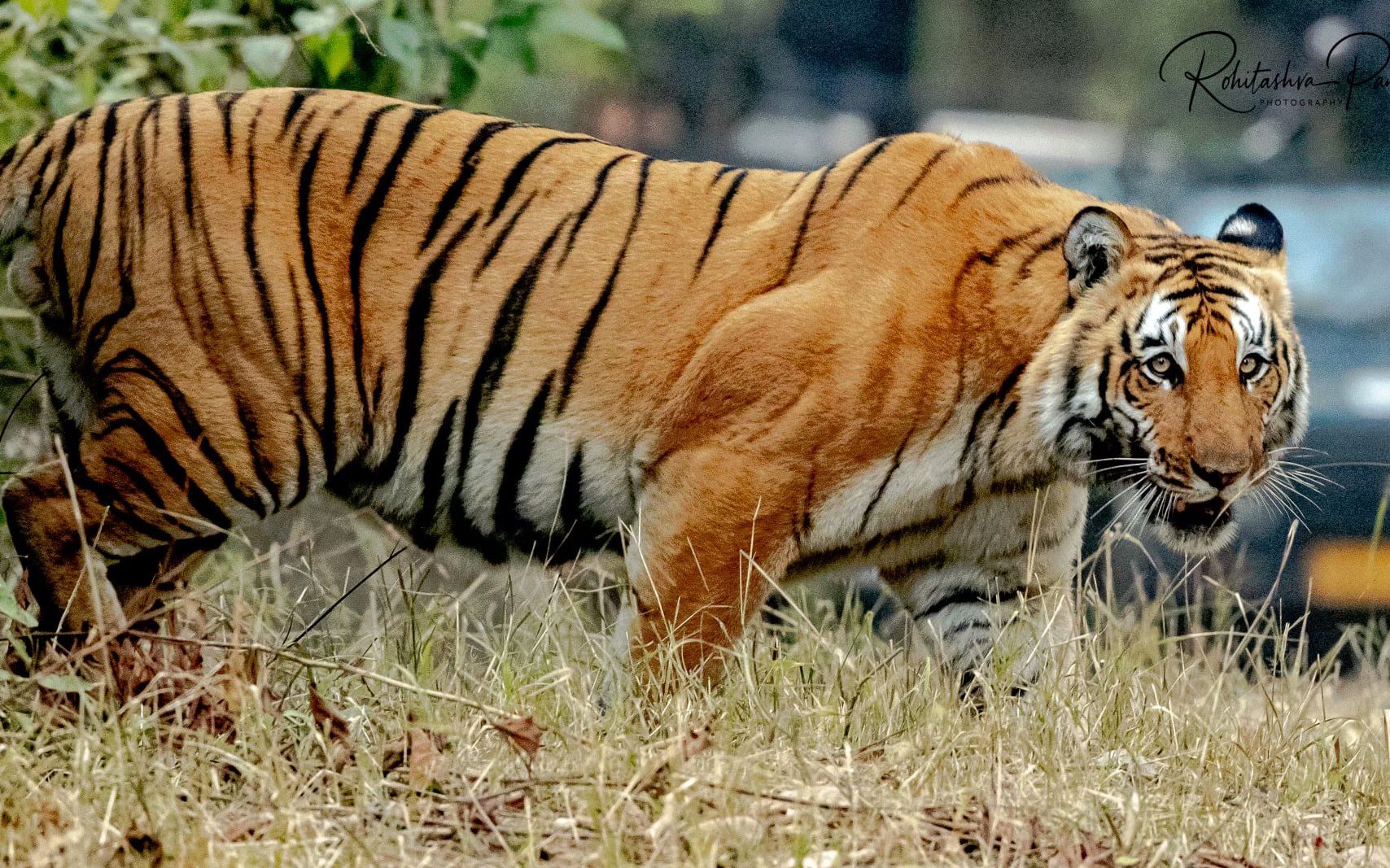 科比特保护区老虎称重现场 6岁雄虎实测215kg