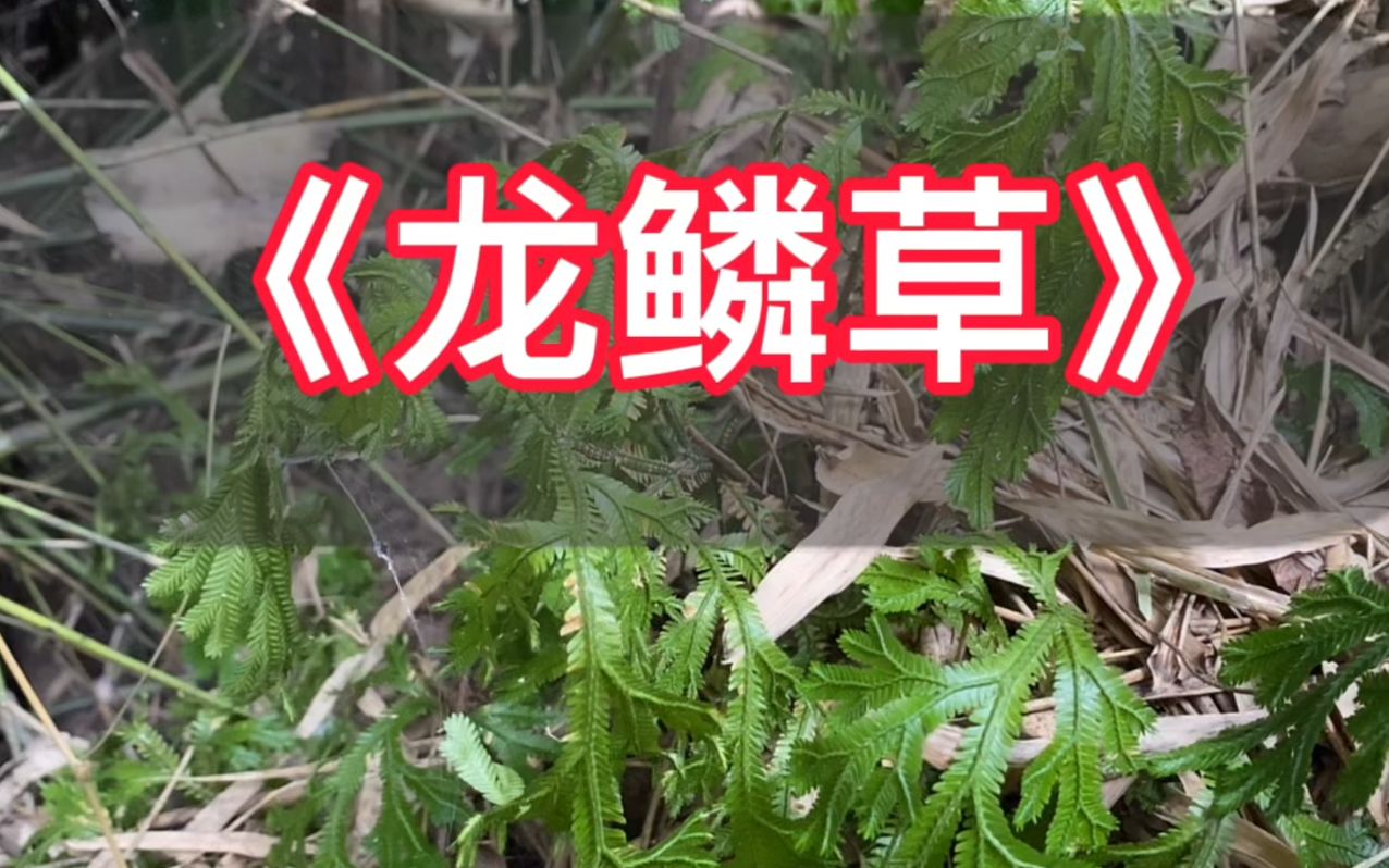 龙鳞草的功效图片