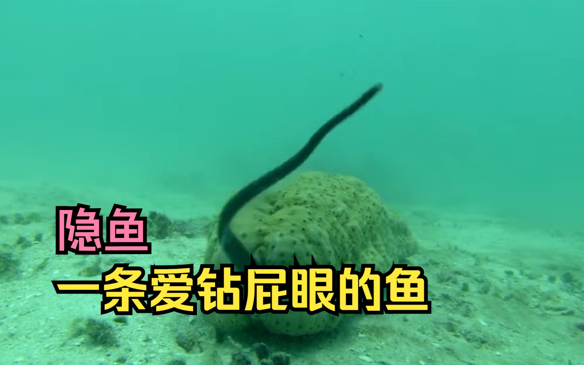 一条爱钻屁眼的鱼,隐鱼!完全不管海参受不受得了