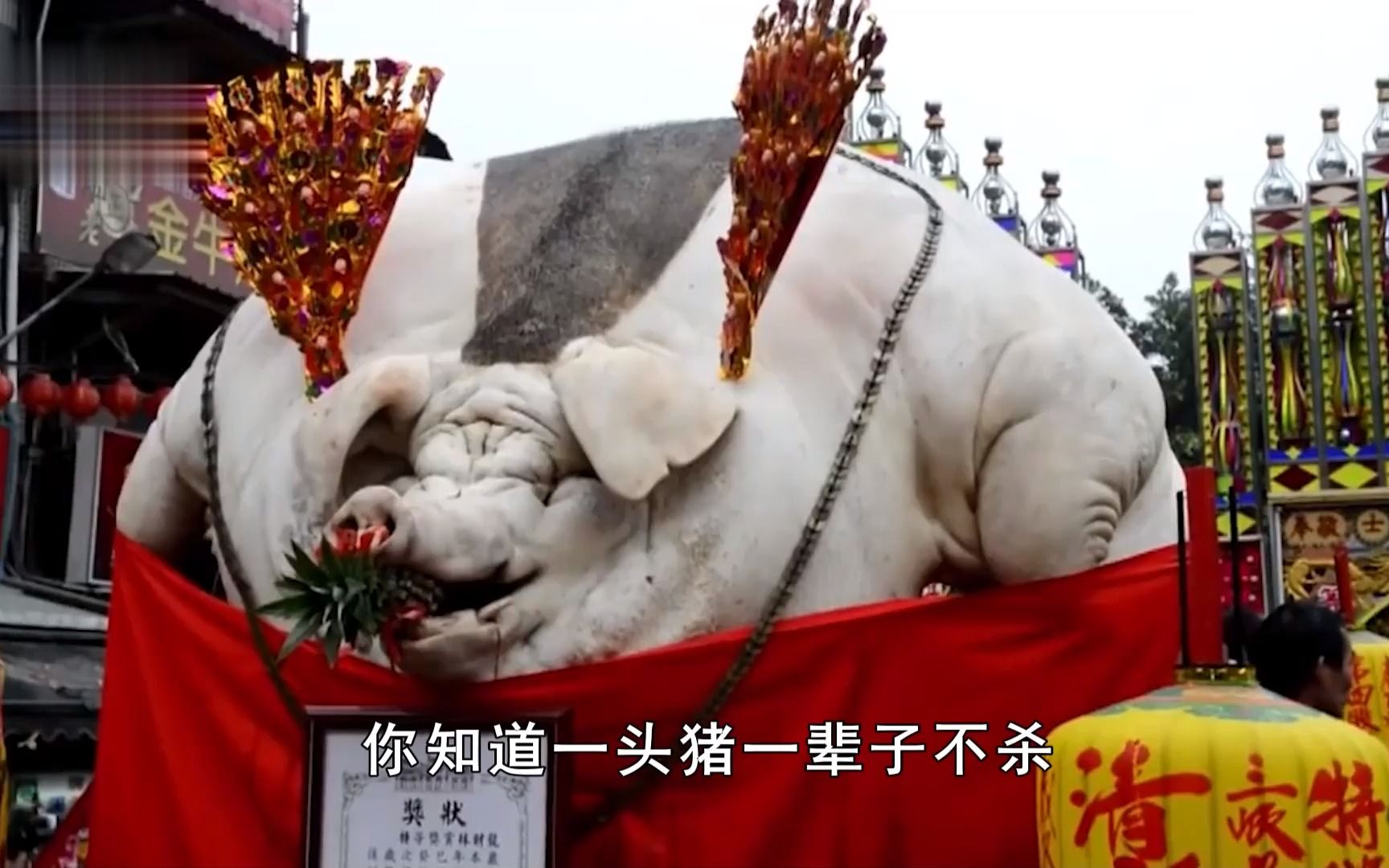 一头猪一辈子不杀,能长到多大?浙江猪王重达2200斤