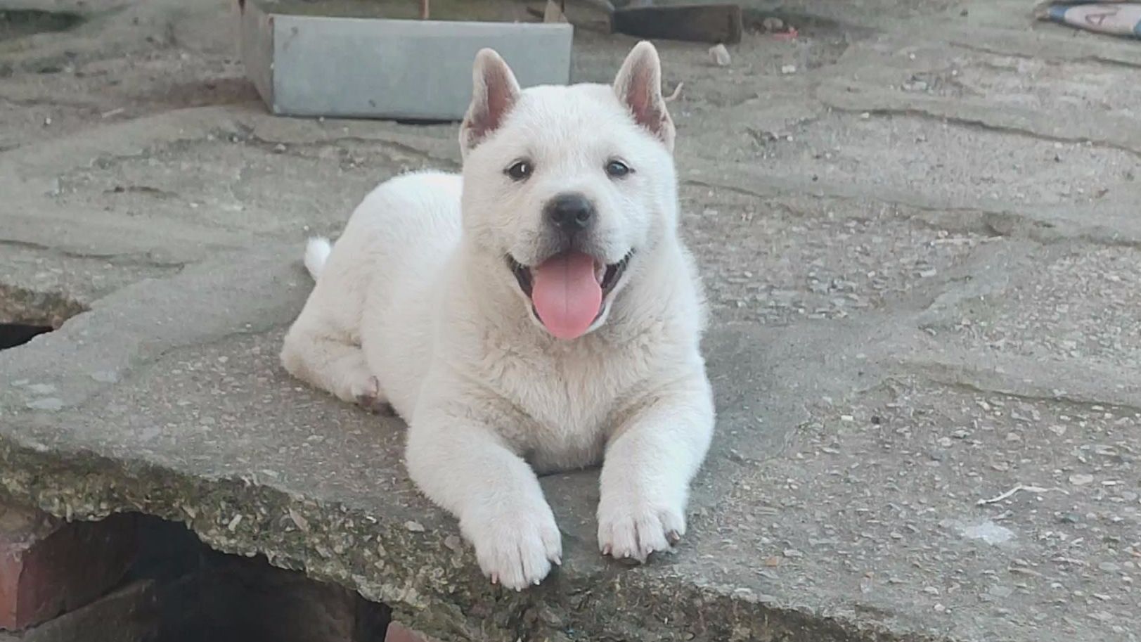 广西小土猎白雪公主,全身箭毛,鼻子不错,胆量大性格好