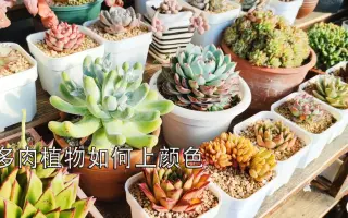 多肉温差创造 哔哩哔哩 Bilibili