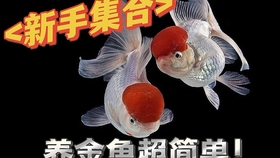 金鱼 哔哩哔哩 つロ干杯 Bilibili