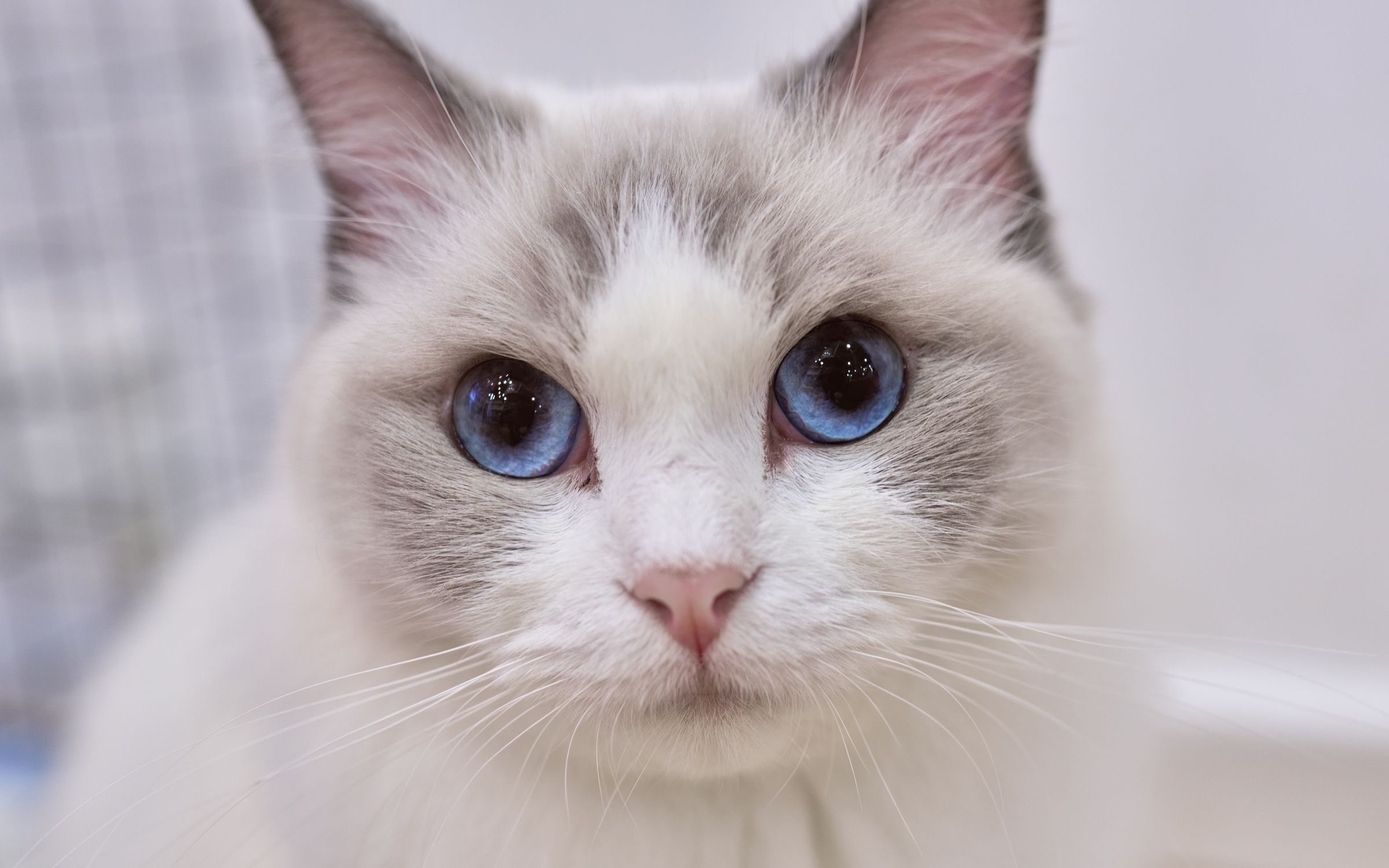 用索尼a1 去拍猫猫们的卡姿兰大眼睛