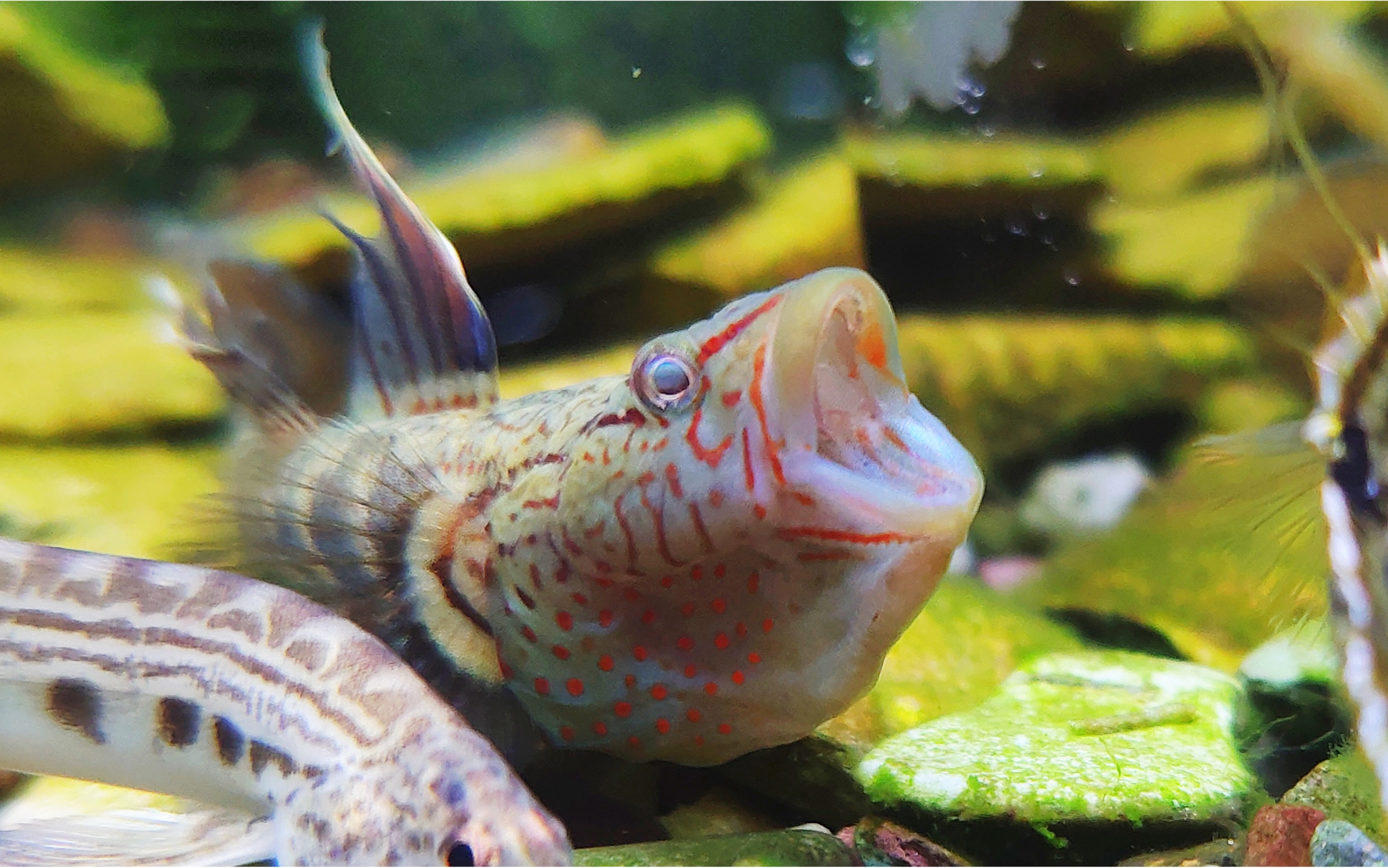 丝鳍吻虾虎孵化记录