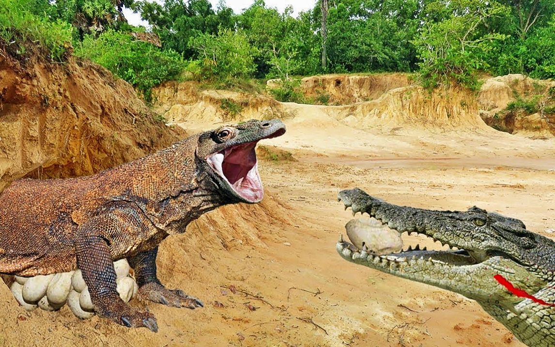 科莫多巨蜥一路被鳄鱼跟踪,没想到鳄鱼如此凶狠狡诈,太残忍了_哔哩