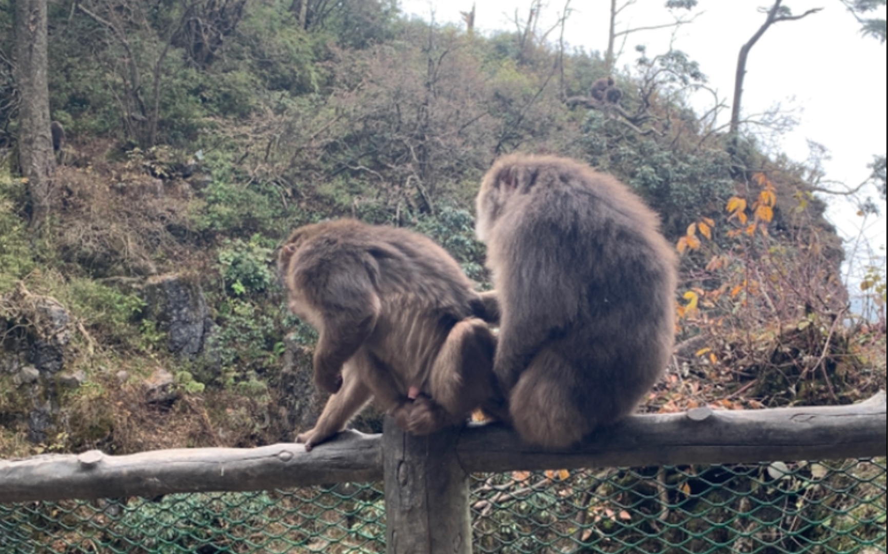 峨眉山猴子糖尿病图片