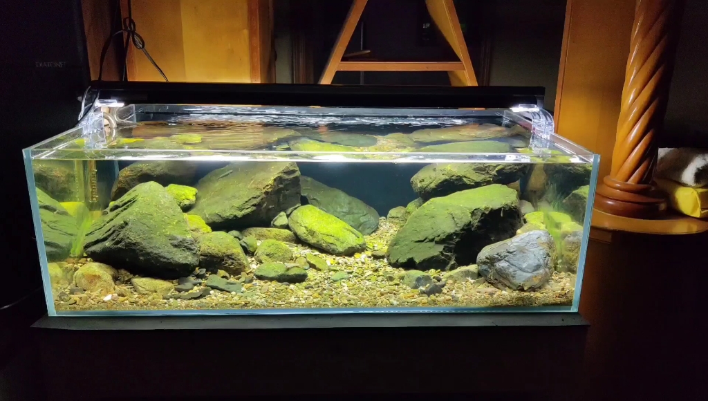 原生溪流缸 更换了一下灯具 感觉效果更接近我想要的.