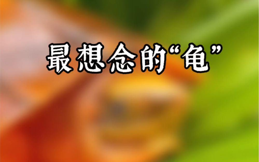 金钱龟的寓意为招财进宝、健康长寿、驱邪挡煞等.金钱龟的象征意义最为明显,也最为人们所知的一点就是招来财运,自古以来也都是人们用来镇宅的吉祥...