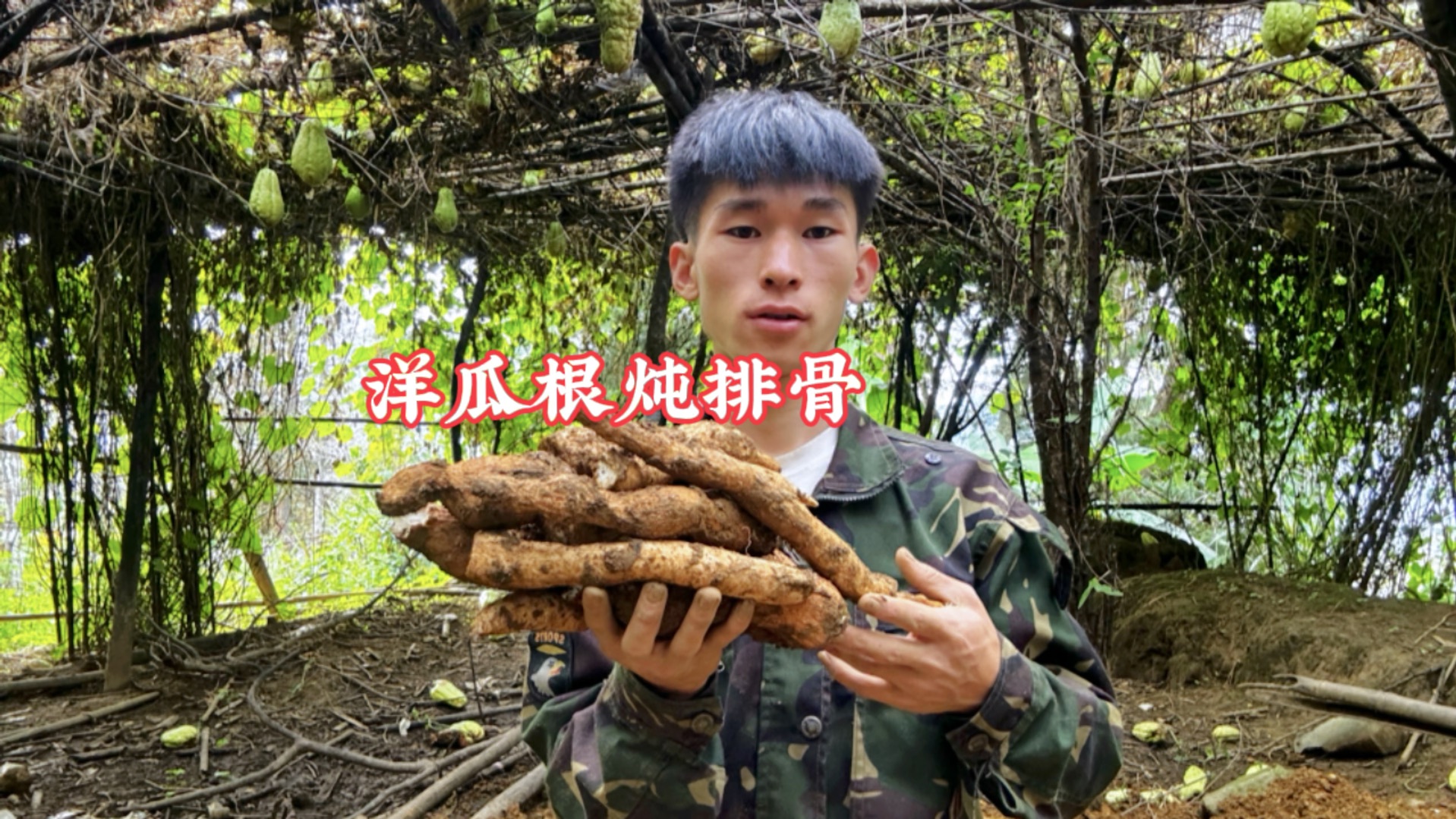 春吃嫰尖 夏秋吃瓜 冬吃根 它就是佛手瓜地下根茎结的果我们叫洋瓜根,你吃过吗?哔哩哔哩bilibili