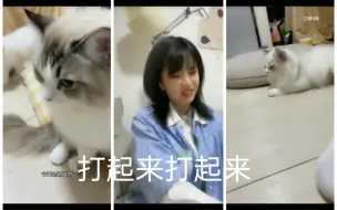 Download Video: 【柏欣妤】拱火两只猫打架 【天糕地厚】