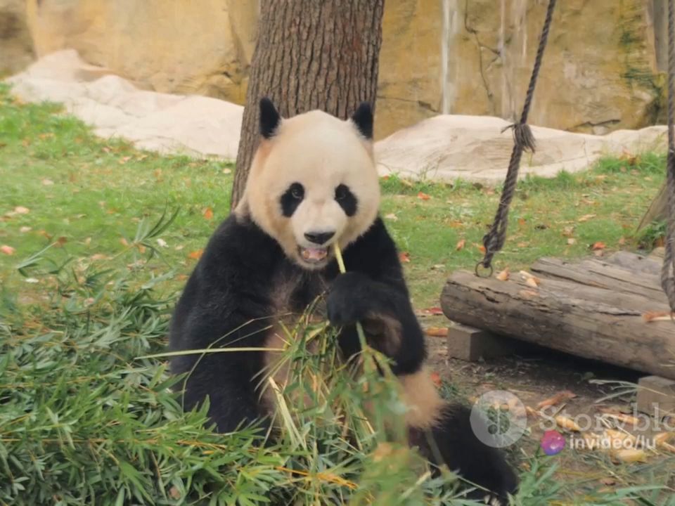 the enchanting world of giant pandas