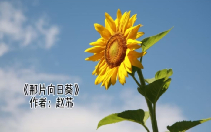 原创现代诗:《那片向日葵》