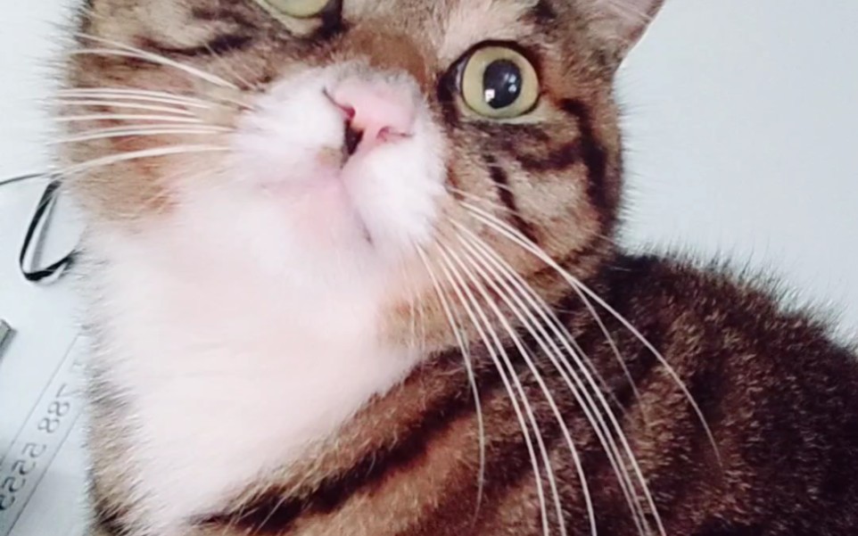 可爱猫咪自拍的,好看吗?