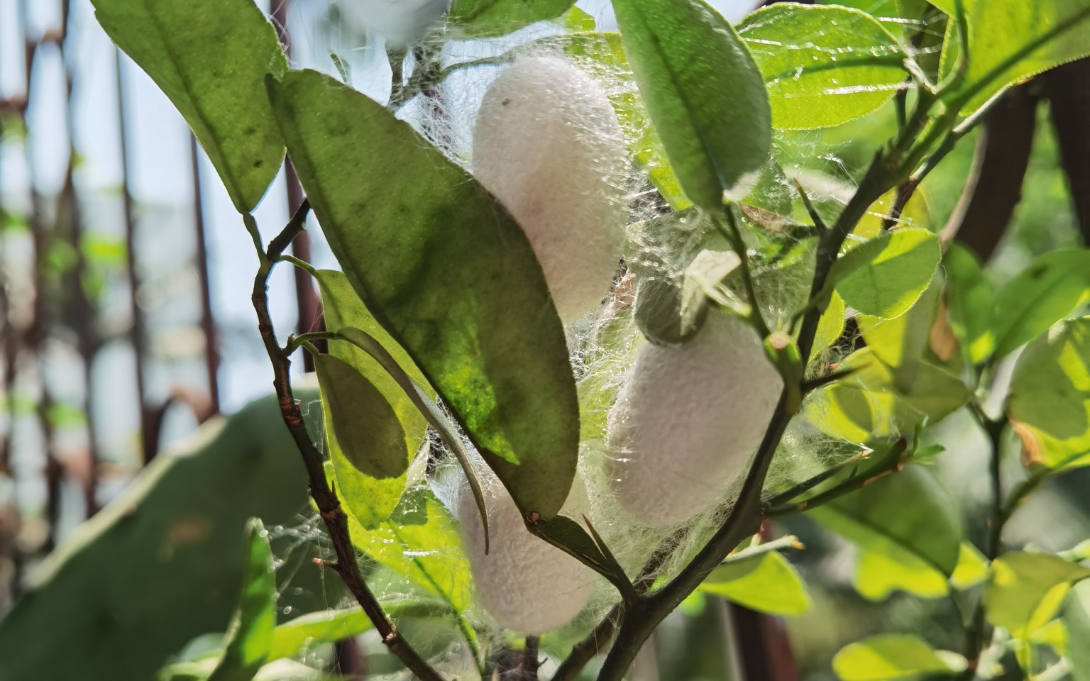 蚕宝宝吐丝结茧