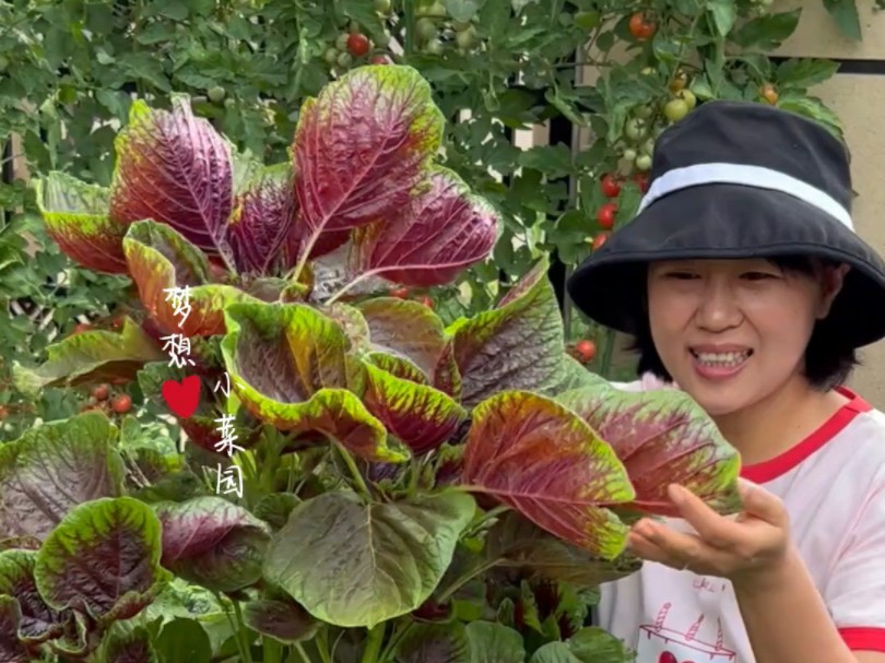 苋菜营养丰富,是特别好的女士菜,现在正是种植好时候哔哩哔哩bilibili