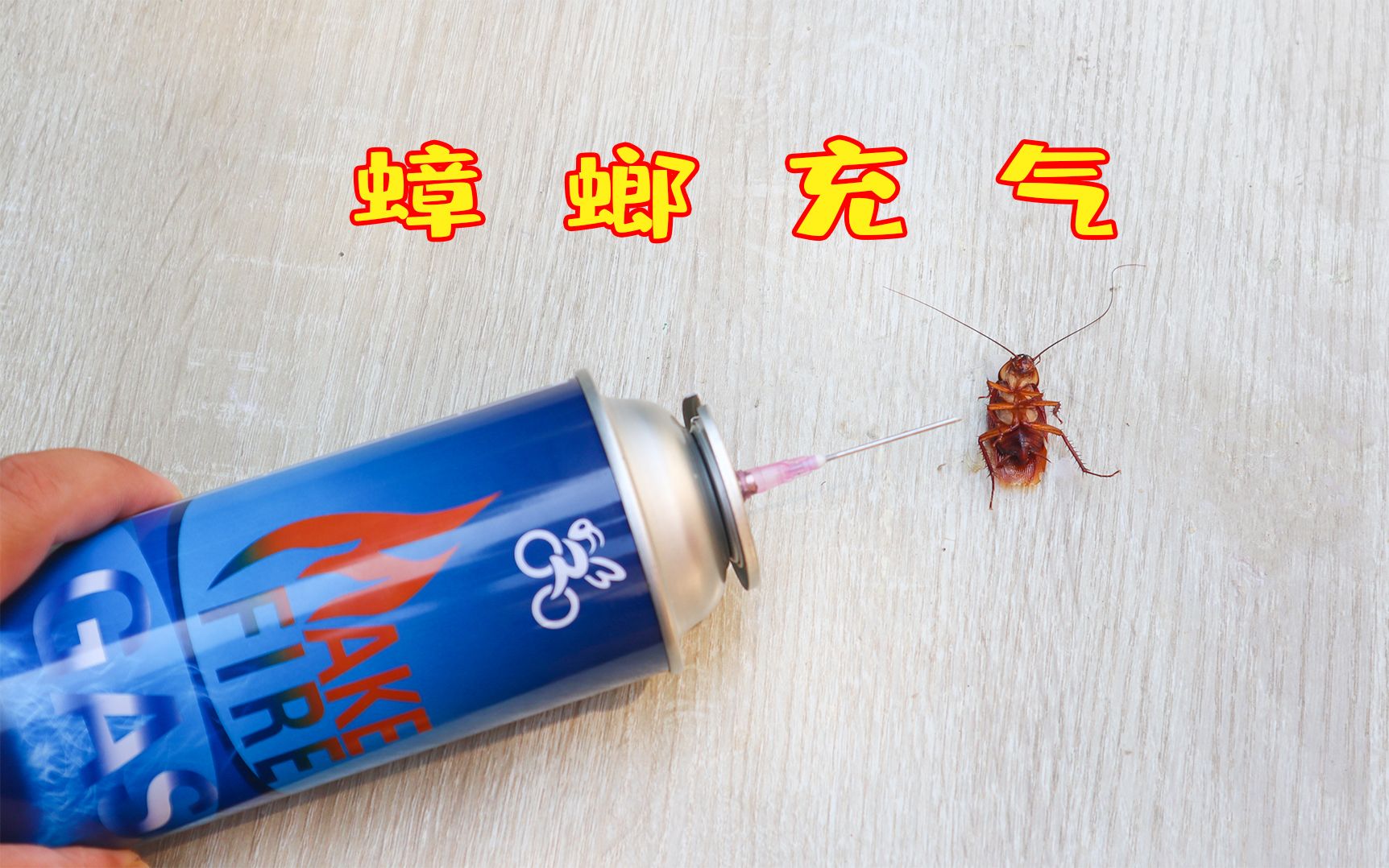 将打火机气体充进蟑螂体内会发生什么