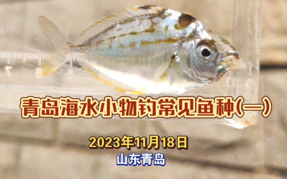 【解说+字幕】山东青岛海水鱼鉴定(一)哔哩哔哩bilibili