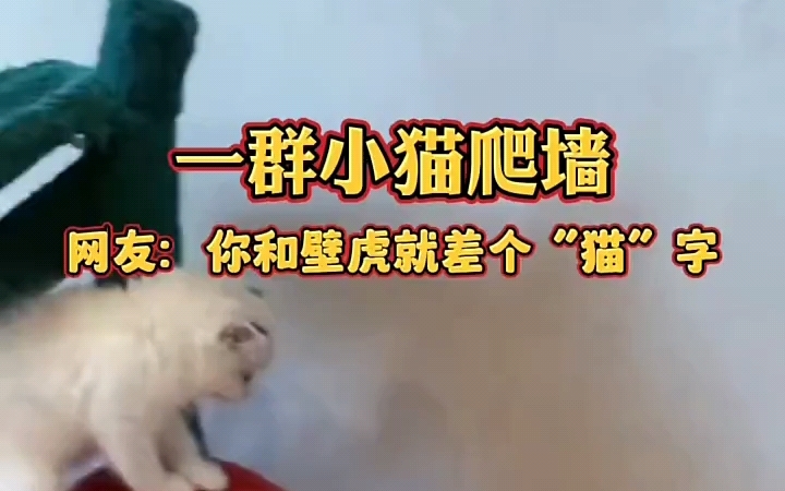 可爱猫咪哔哩哔哩bilibili