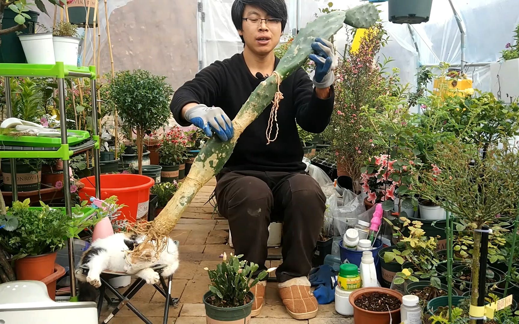 仙人掌长到胳膊粗,嫁接蟹爪兰再好不过了,不仅开花多还耐寒哔哩哔哩bilibili