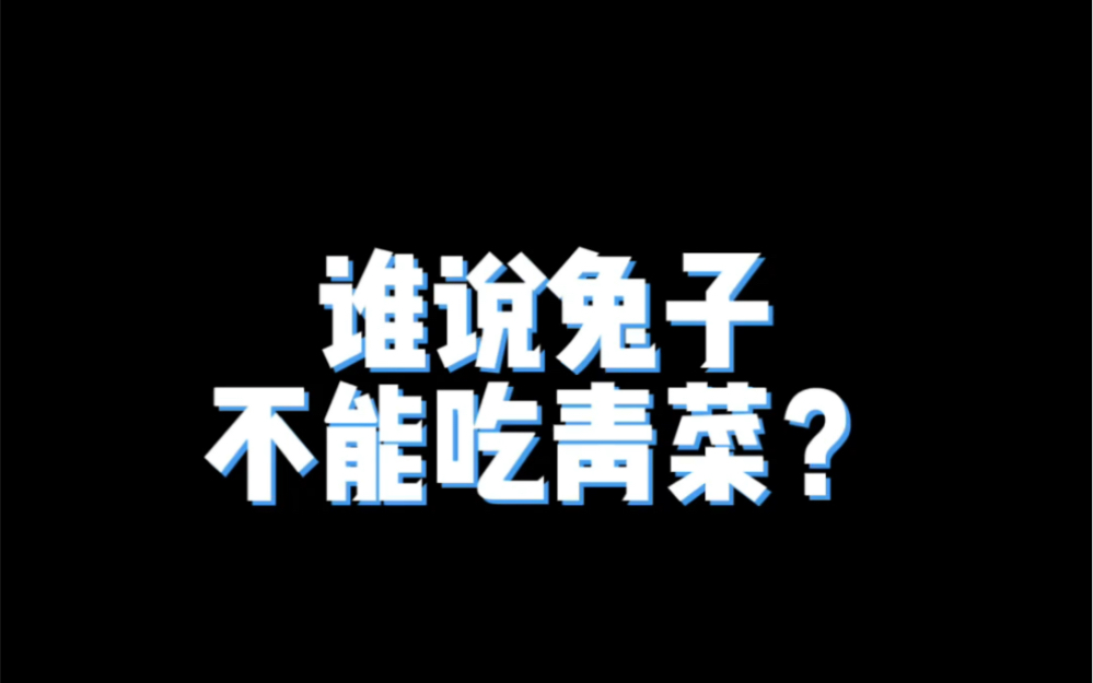 谁说兔子不能吃生菜?哔哩哔哩bilibili