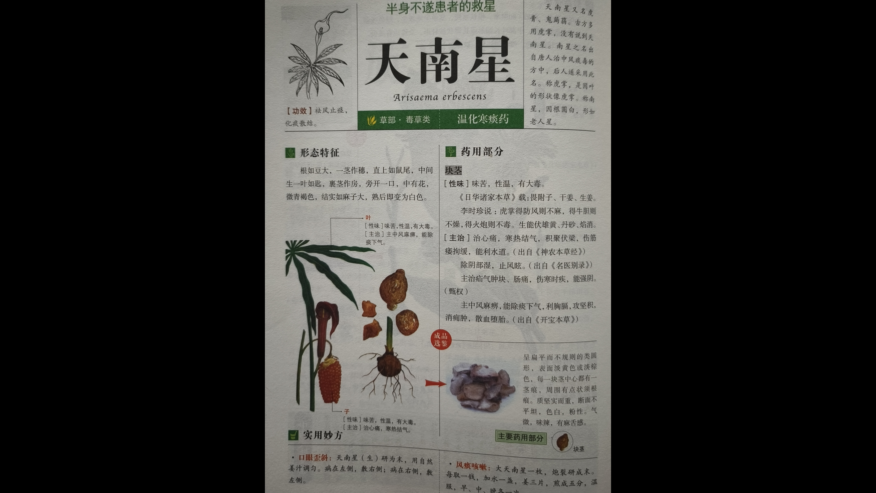 天南星——中药趣识