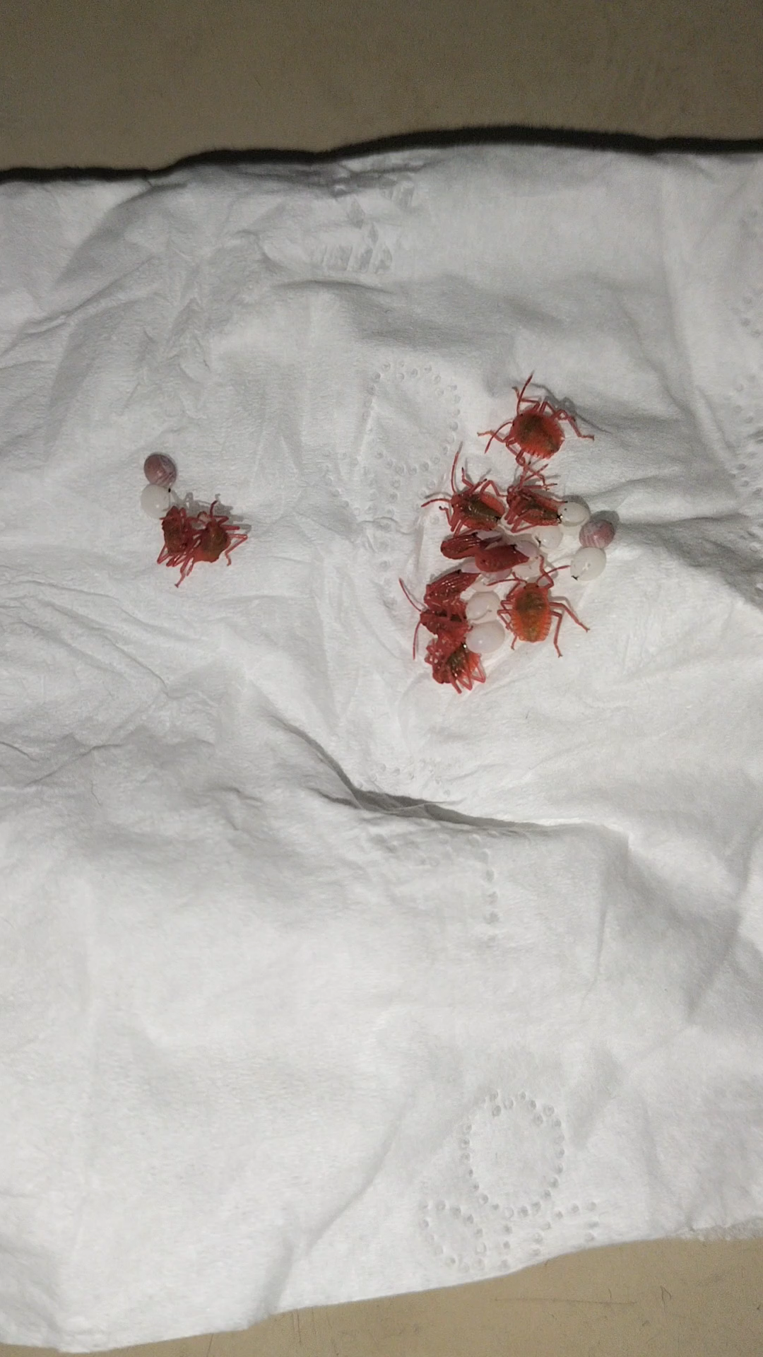 荔枝椿象的幼虫