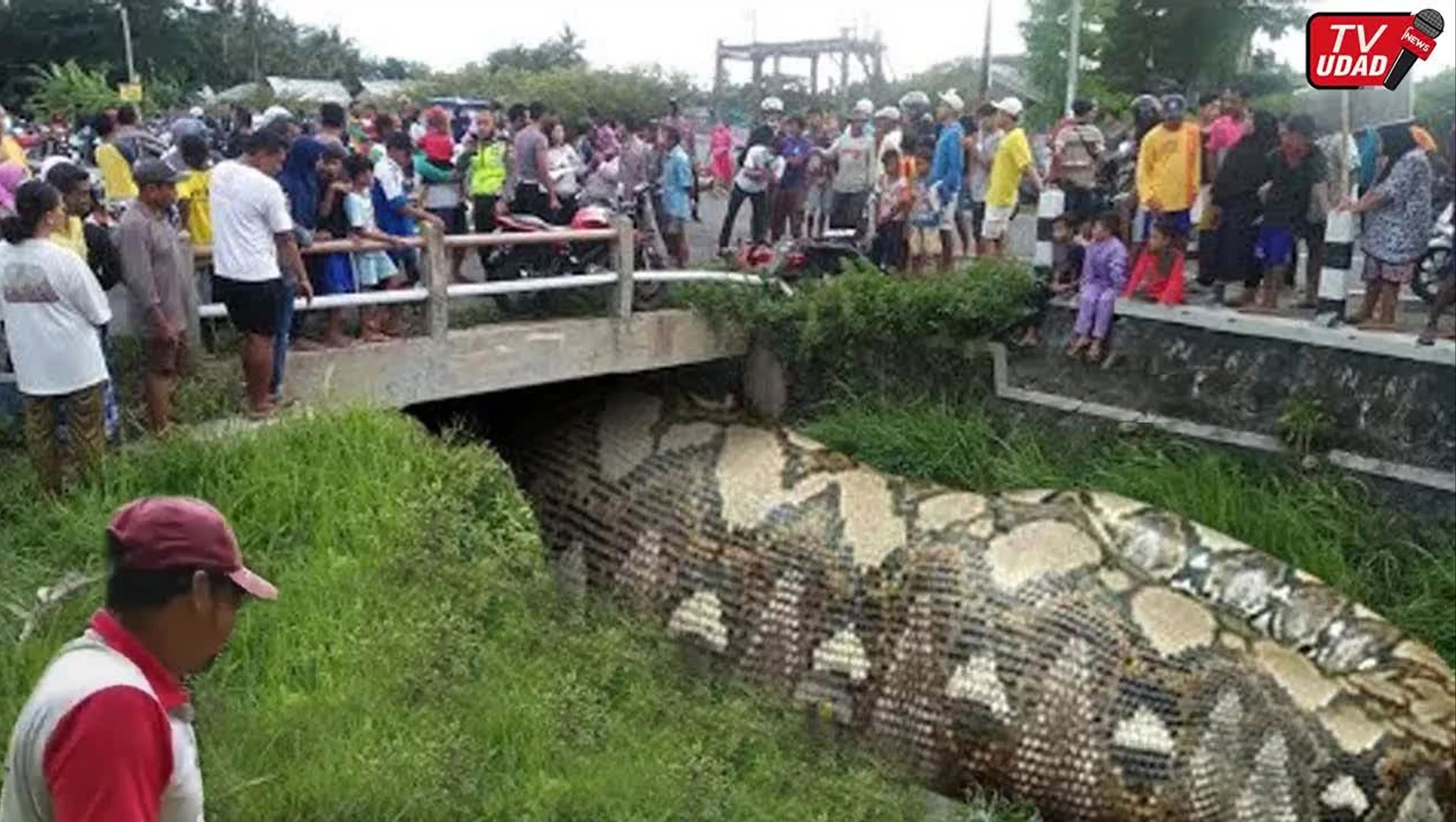 巨蟒吞食未知生物被居民发现