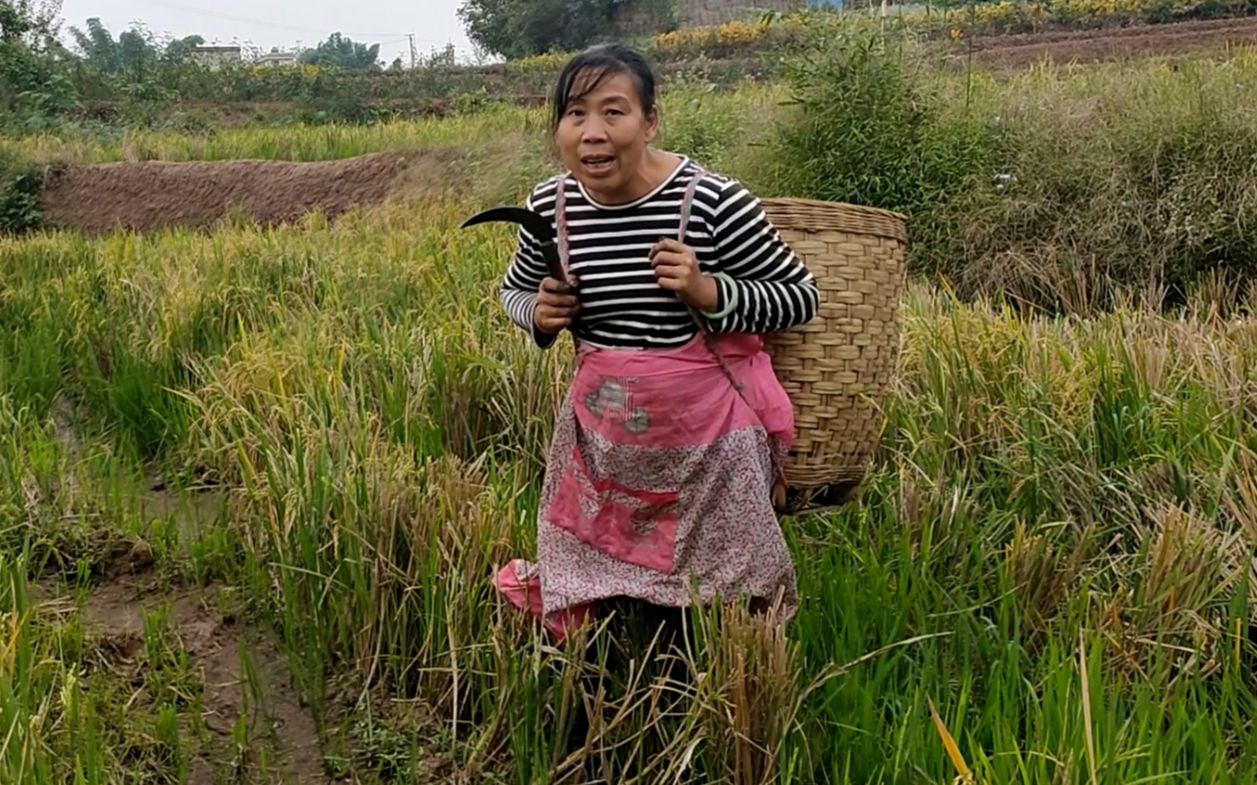 四川农村女人干活真利索,一点也不输给男人!又到了收稻谷的季节