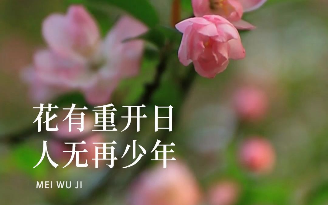 杨柳春风今夜闲,一杯浊酒问青天.为何花有重开日,人却从无再少年.