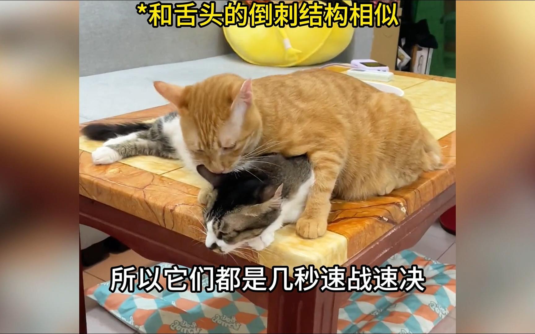 你不知道的猫咪冷知识!哔哩哔哩bilibili