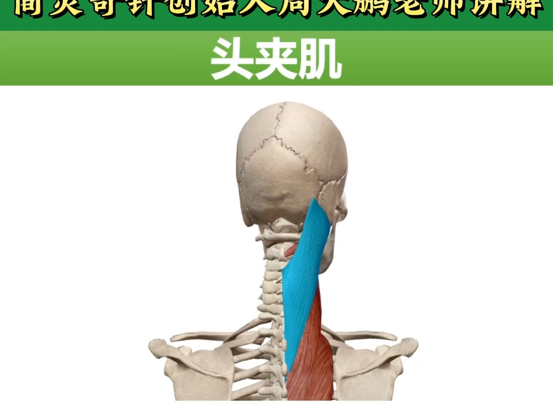头夹肌——头顶痛要找它!4个方面全方位讲解——天下明医平台简灵奇针