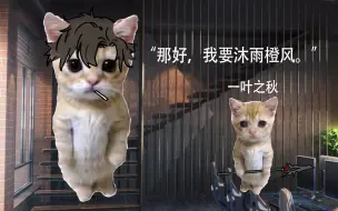 Download Video: 可颂猫，但是“我要沐雨橙风”