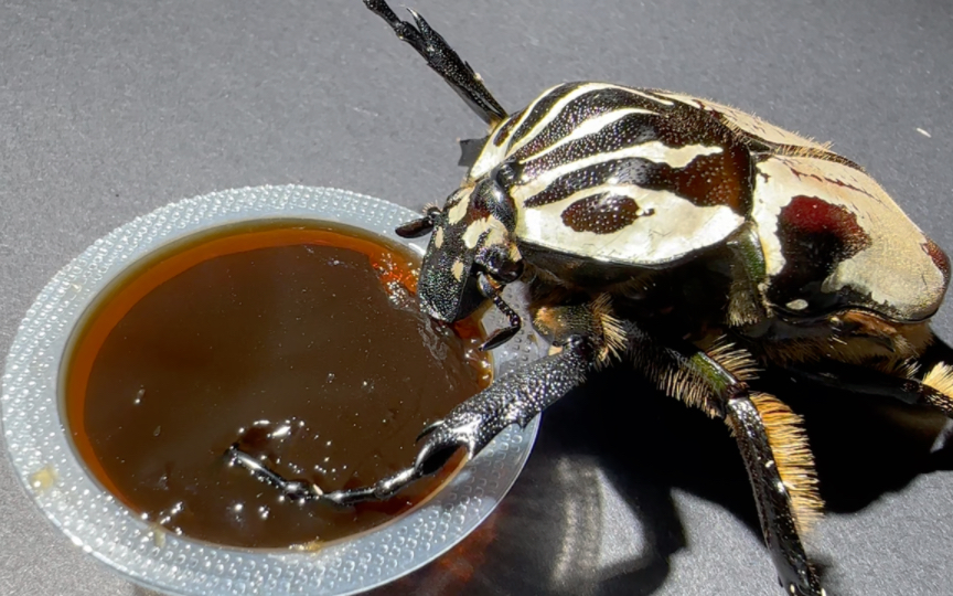 大王花金龟沉浸式干饭