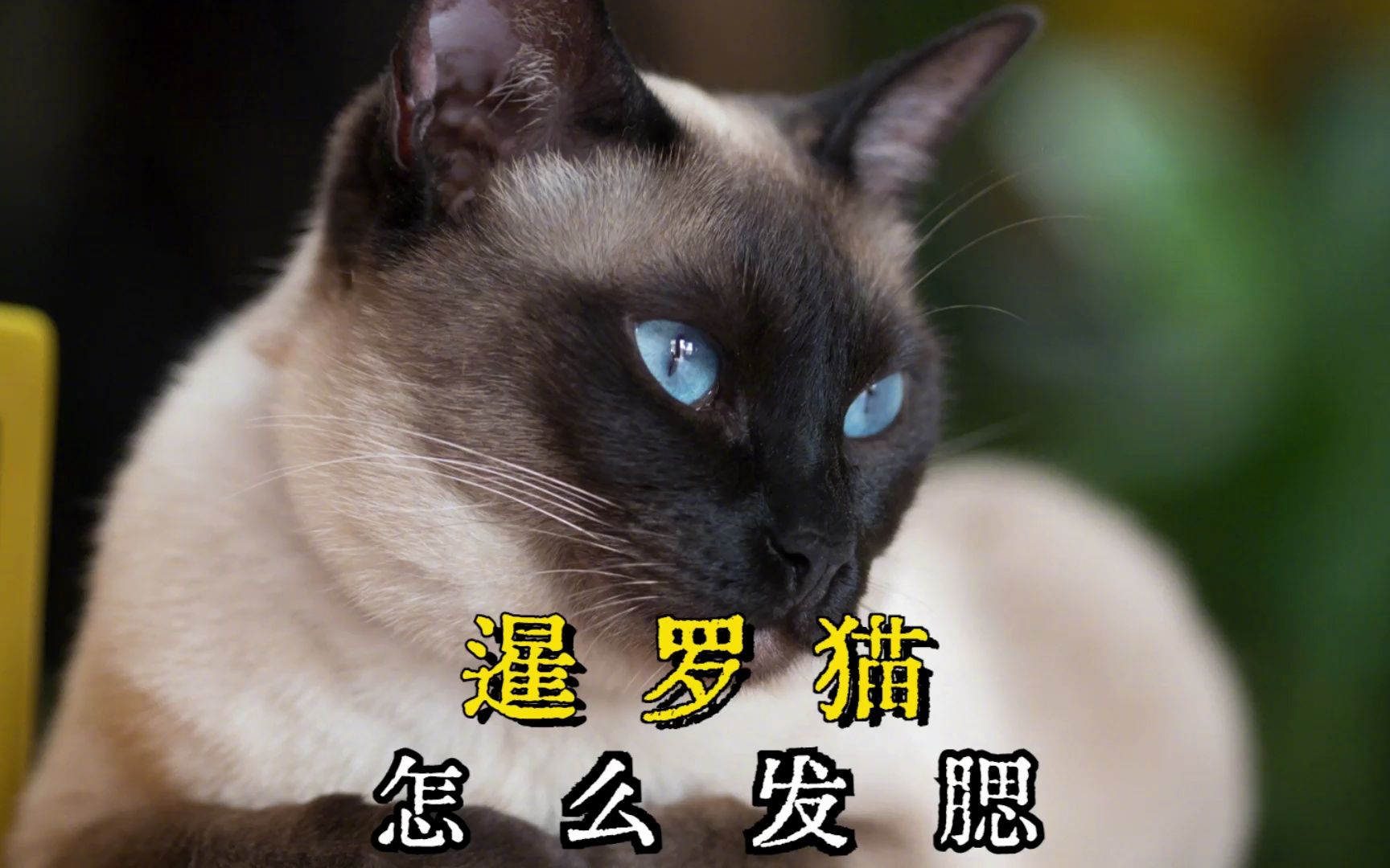 如何让暹罗猫发腮?教你这样撸猫胖的快!