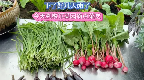 风信子的屋顶鱼菜图片