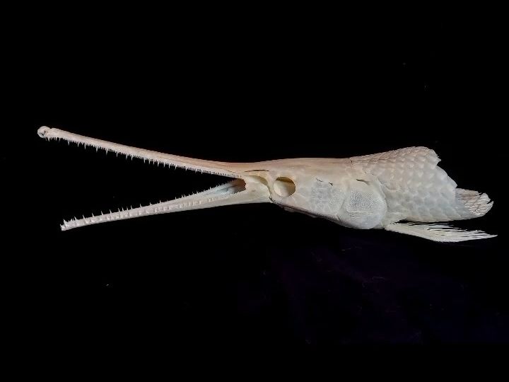动物头骨-鱼类-长吻雀鳝