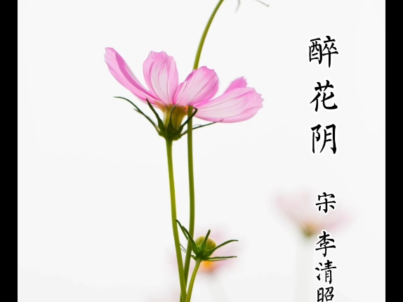 《醉花阴》,宋,李清照.哔哩哔哩bilibili