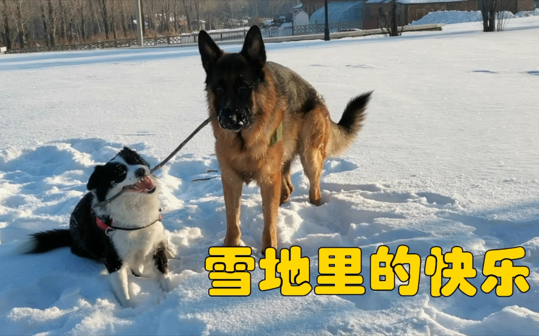 [图]狗子玩雪一时爽，清理蛋蛋火葬场