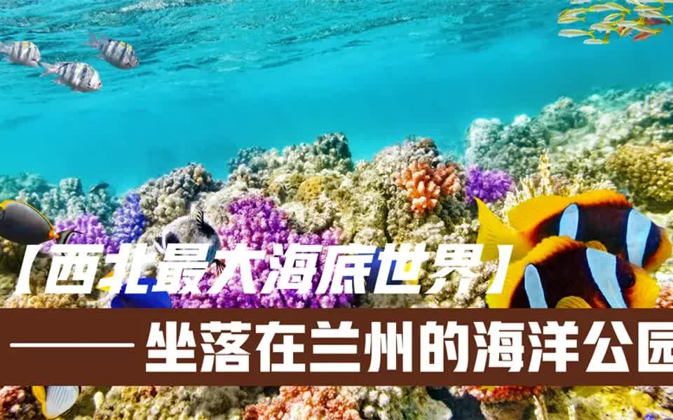 西北最大的海洋世界兰州海洋公园里面究竟有什么神奇生物?哔哩哔哩bilibili