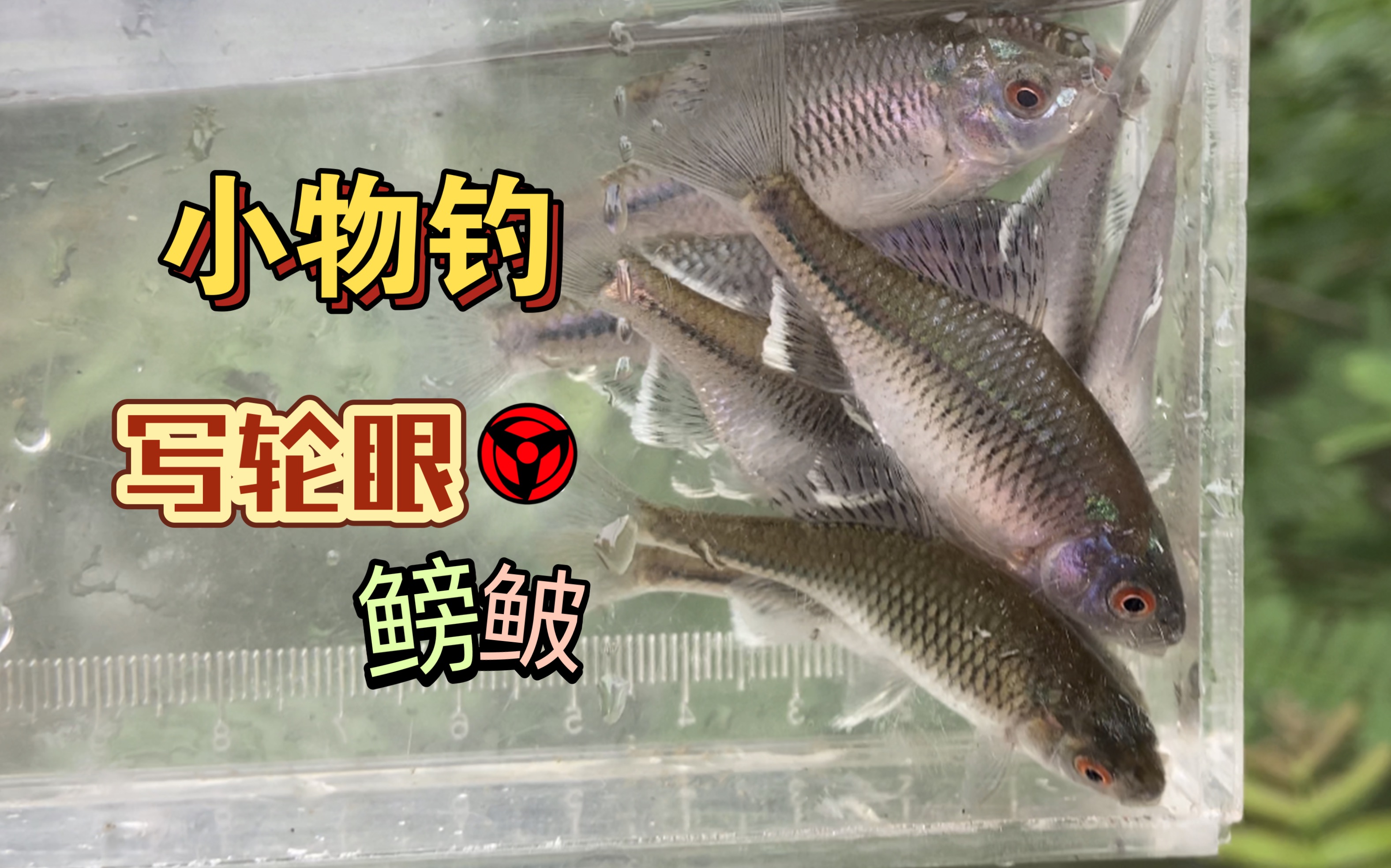 原生鱼野采 小物钓解锁写轮眼鳑鲏