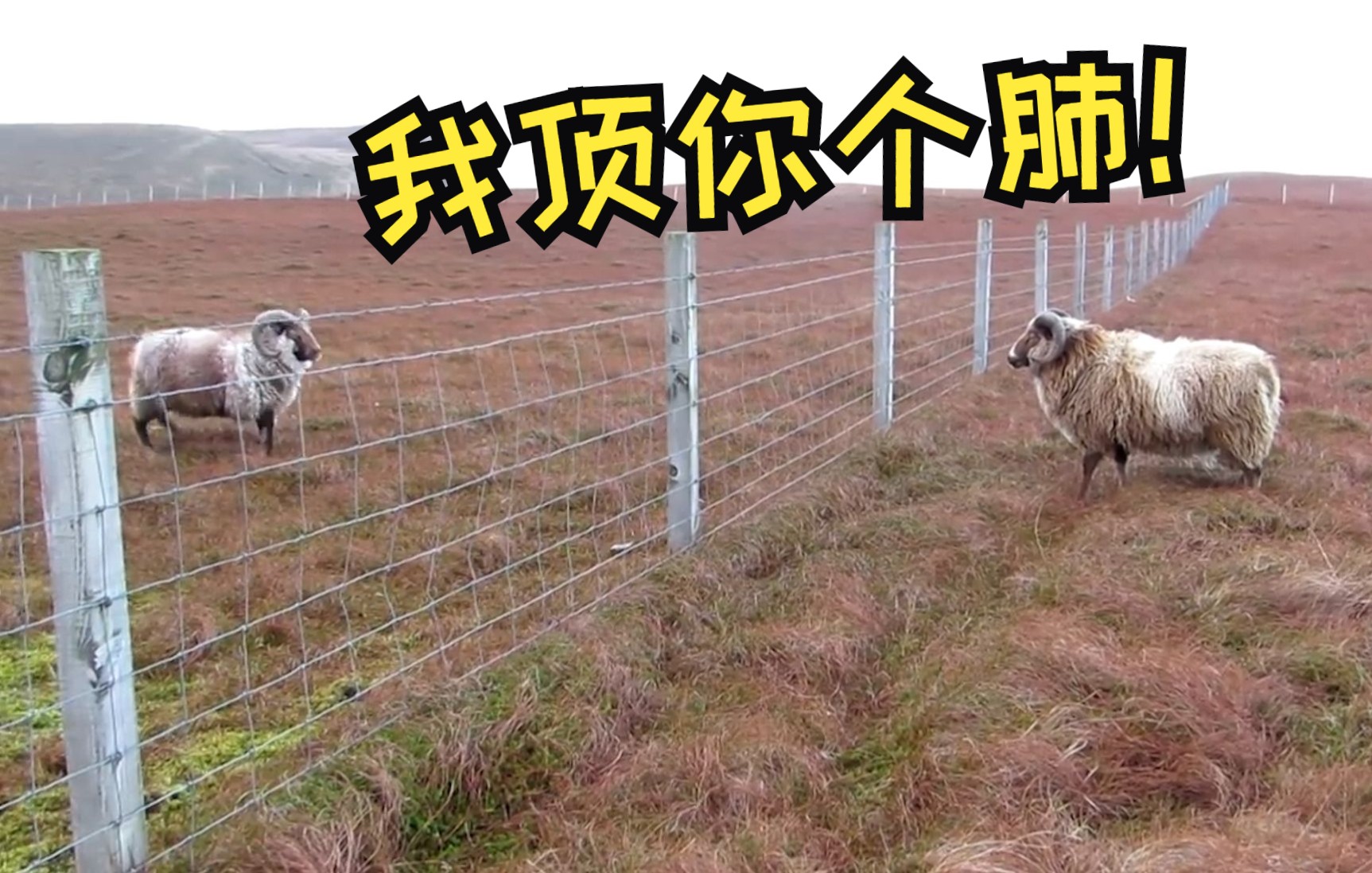 两只羊儿互相看不顺眼隔着电网就开撕我顶你个肺啊