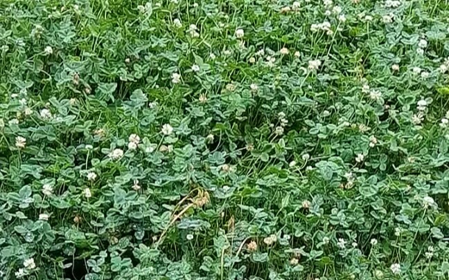 【催眠向、治愈向、自然向】连绵不绝的风雨声和摇曳雨中的三叶草在线n陪.哔哩哔哩bilibili