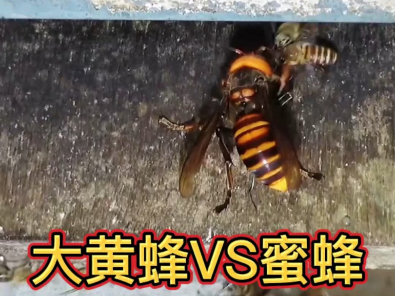 大黄蜂和蜜蜂的生死较量