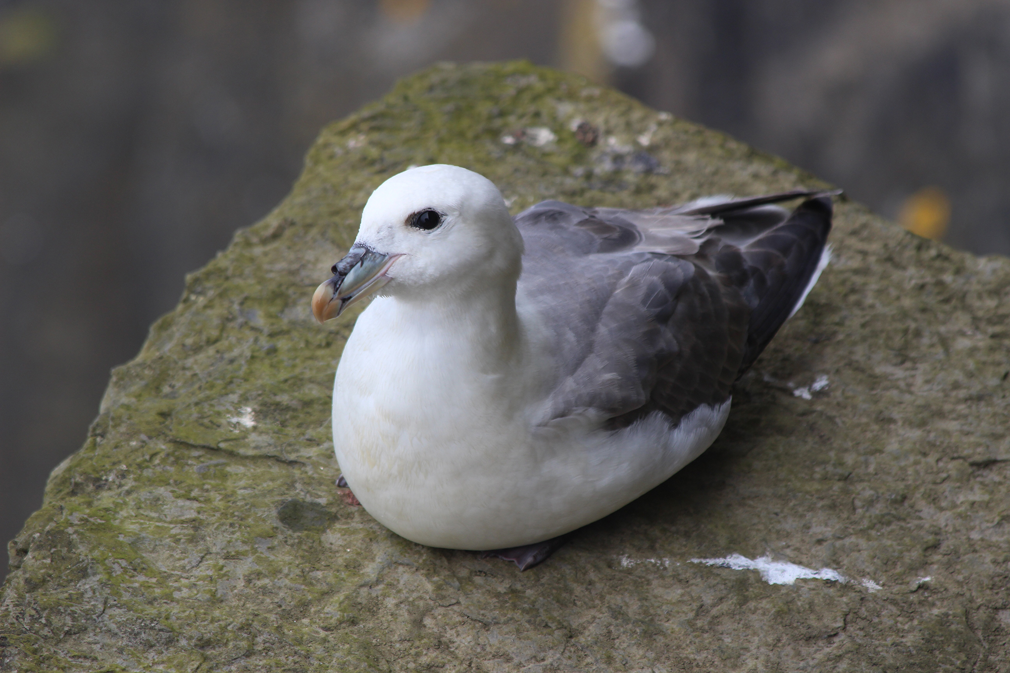 攀岩时离这种海鸥远点 有攀岩者被它的雏鸟攻击致死